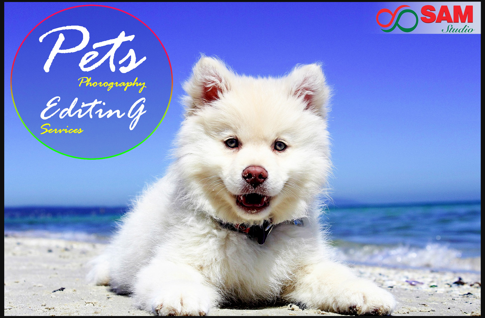 Pet Photo Editing Services 