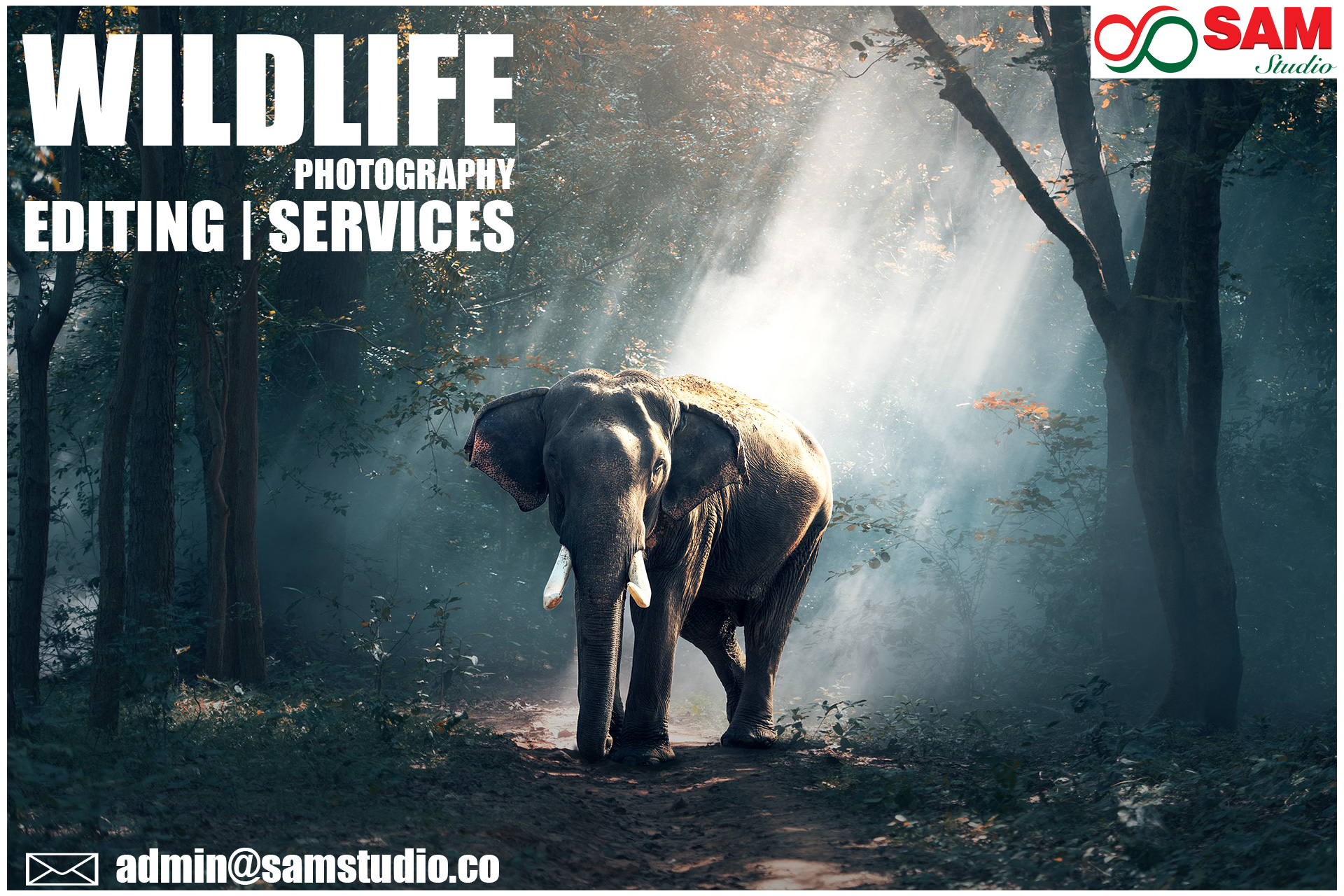 Wildlife Photography Editing Service | Animal Image Retouching for Photographers